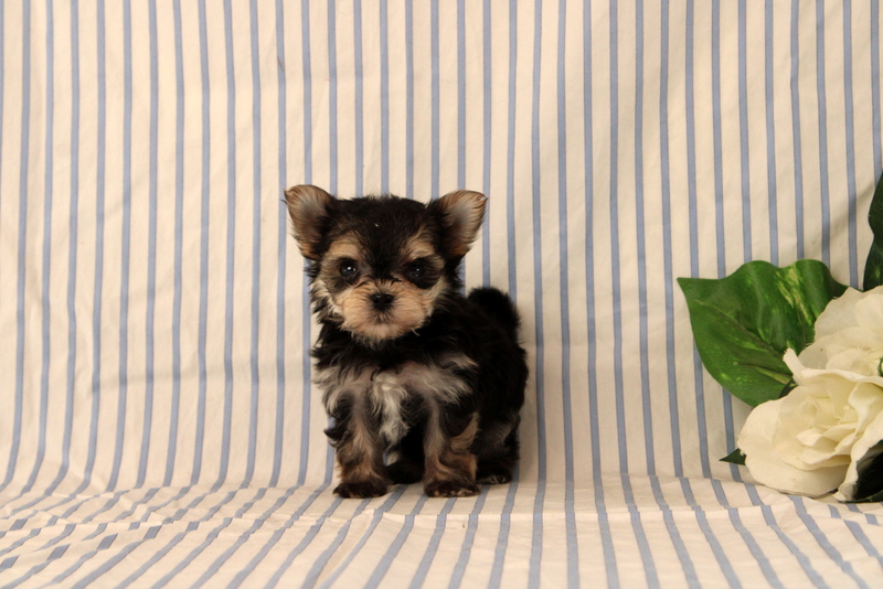 puppy, for, sale, Morkie, Matthew B. Stoltzfus, dog, breeder, Gap, PA, dog-breeder, puppy-for-sale, forsale, nearby, find, puppyfind, locator, puppylocator, aca